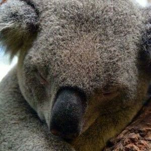 Meet your Posher, Eva